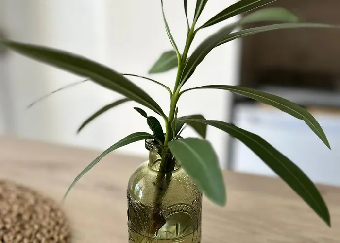 Les Eucalyptus * Montpellier