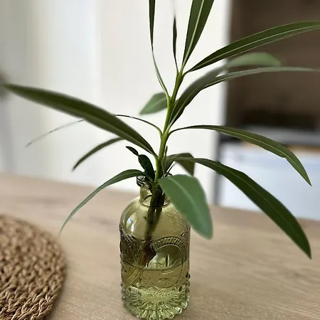 Les Eucalyptus * Montpellier